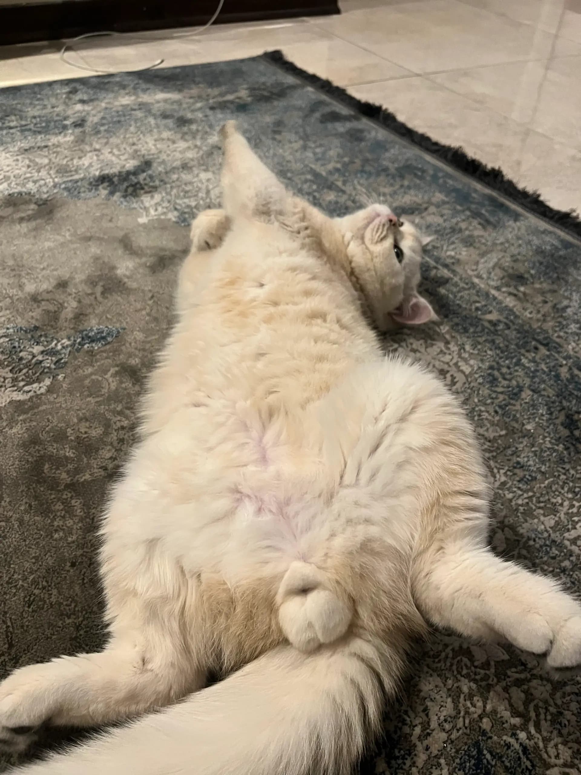 Cream British Shorthair cat Konjed stretching