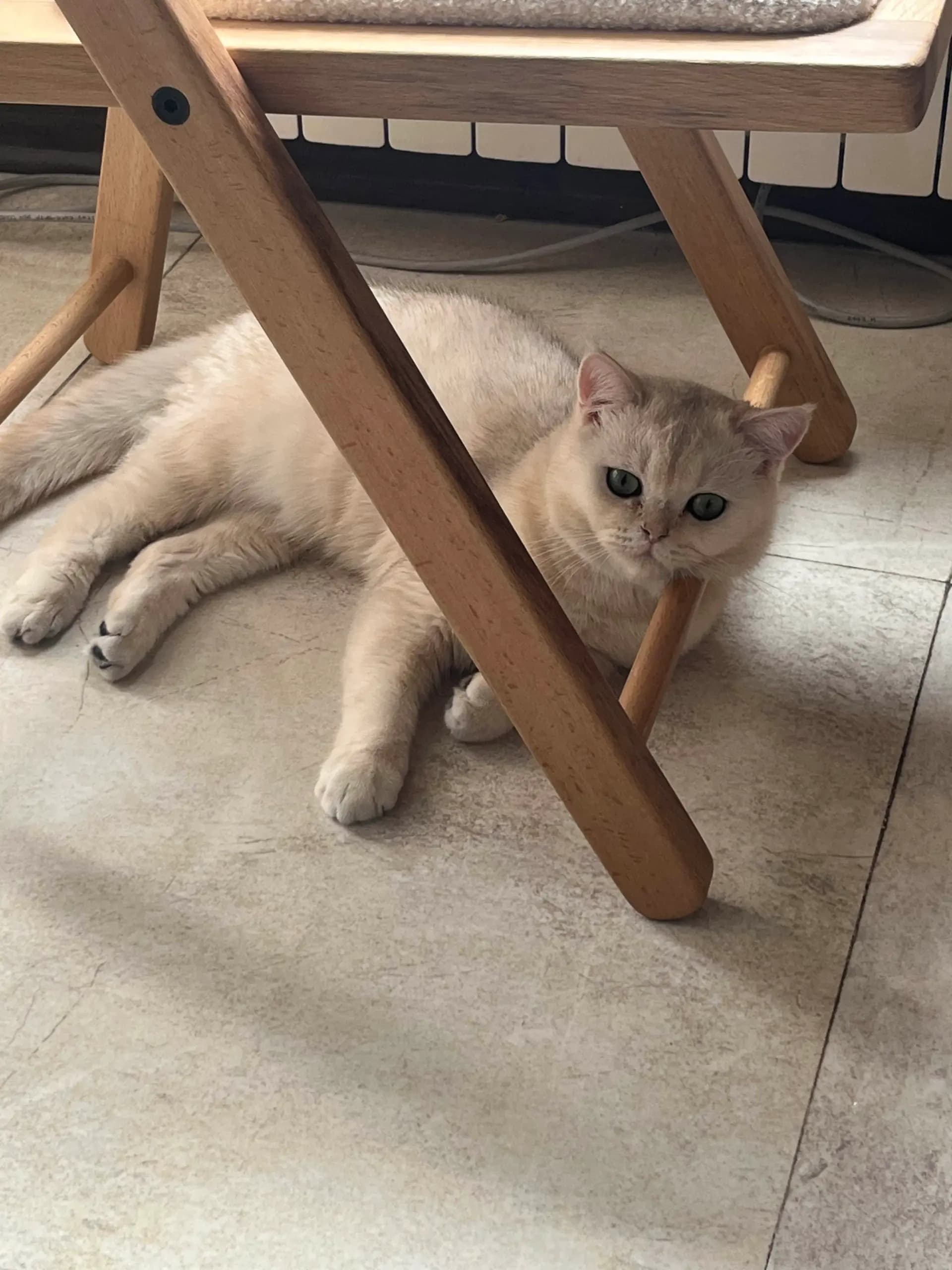 Konjed the British Shorthair cat resting under a chair