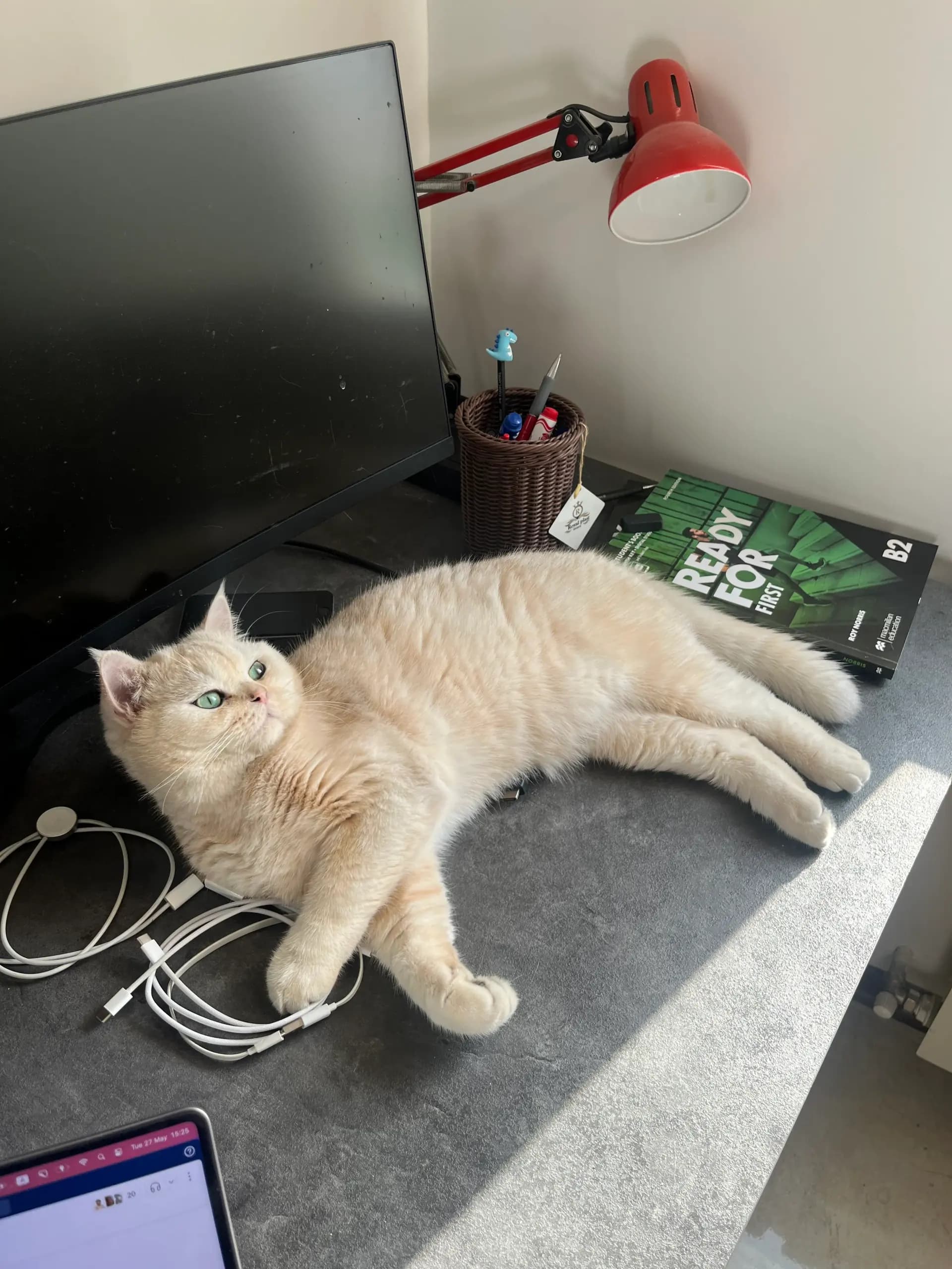 Konjed the cream British Shorthair cat relaxing on a desk