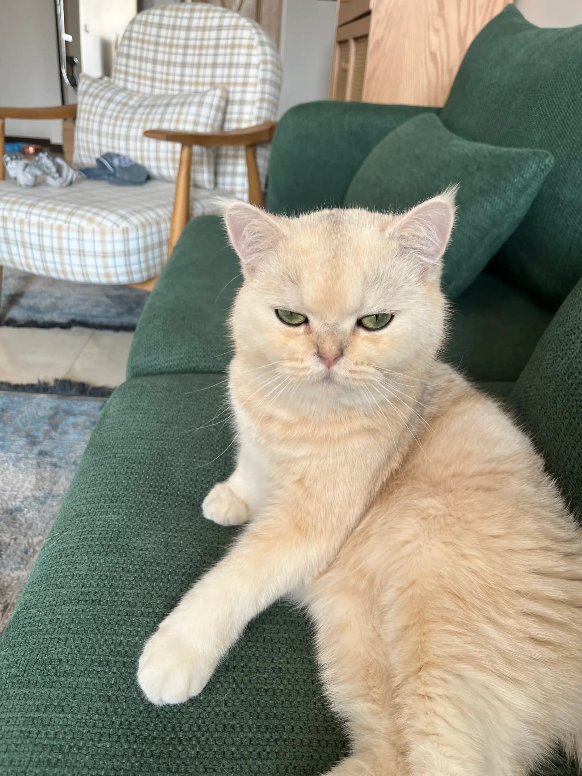 Portrait of Konjed the British Shorthair cat
