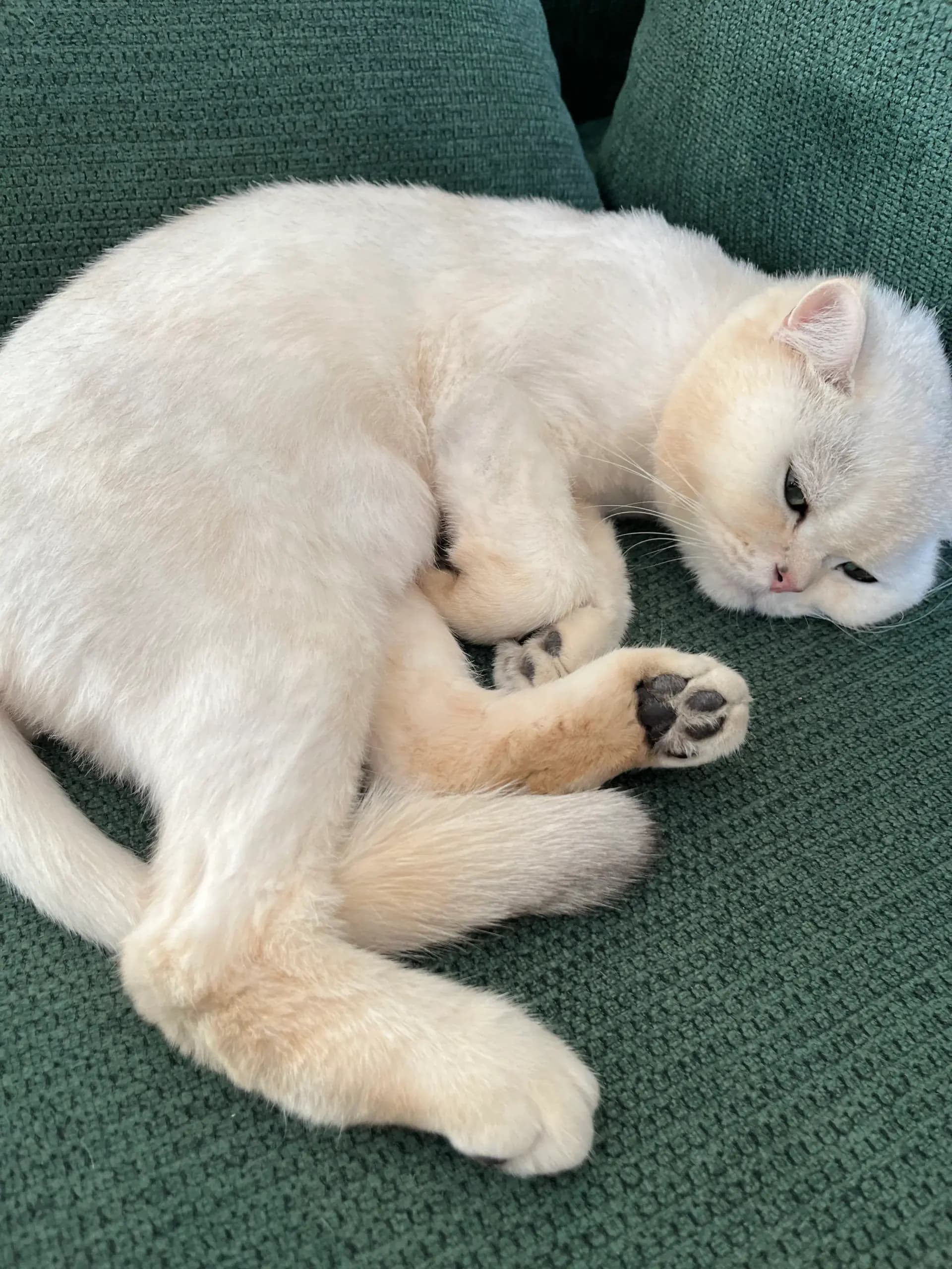 Konjed, a cream British cat, relaxing on a couch