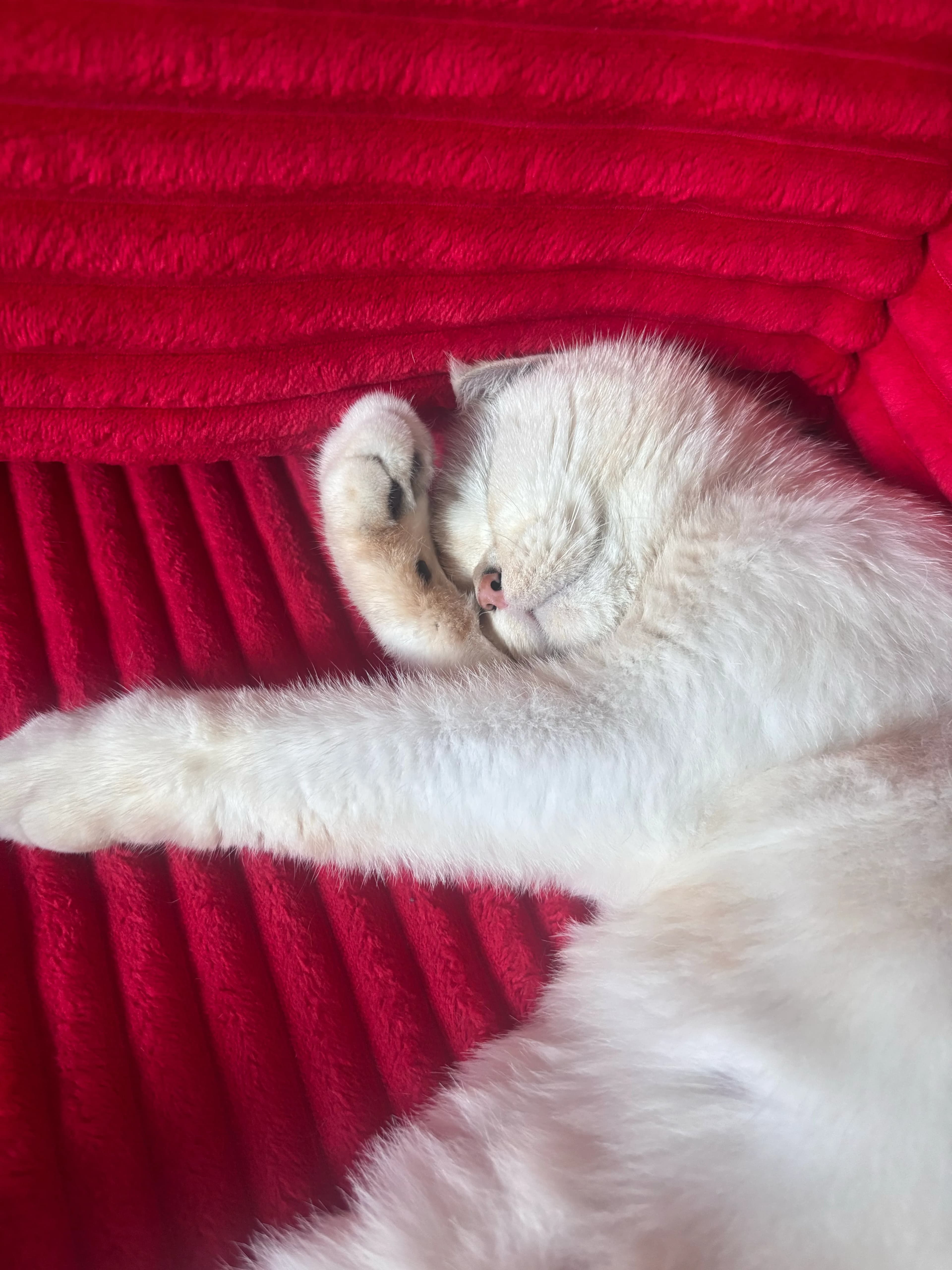 Konjed sleeping softly on a vivid red blanket
